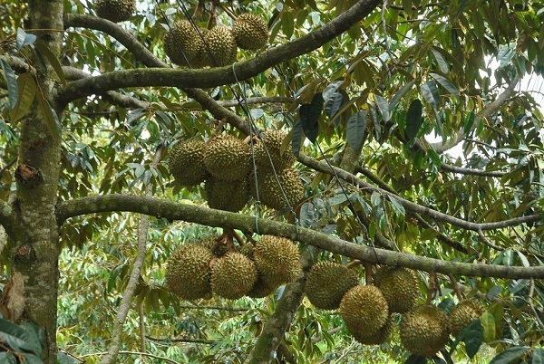 cây sầu riêng