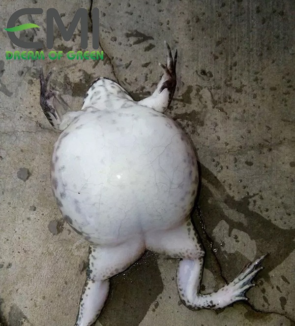 Bệnh sình bụng ở ếch